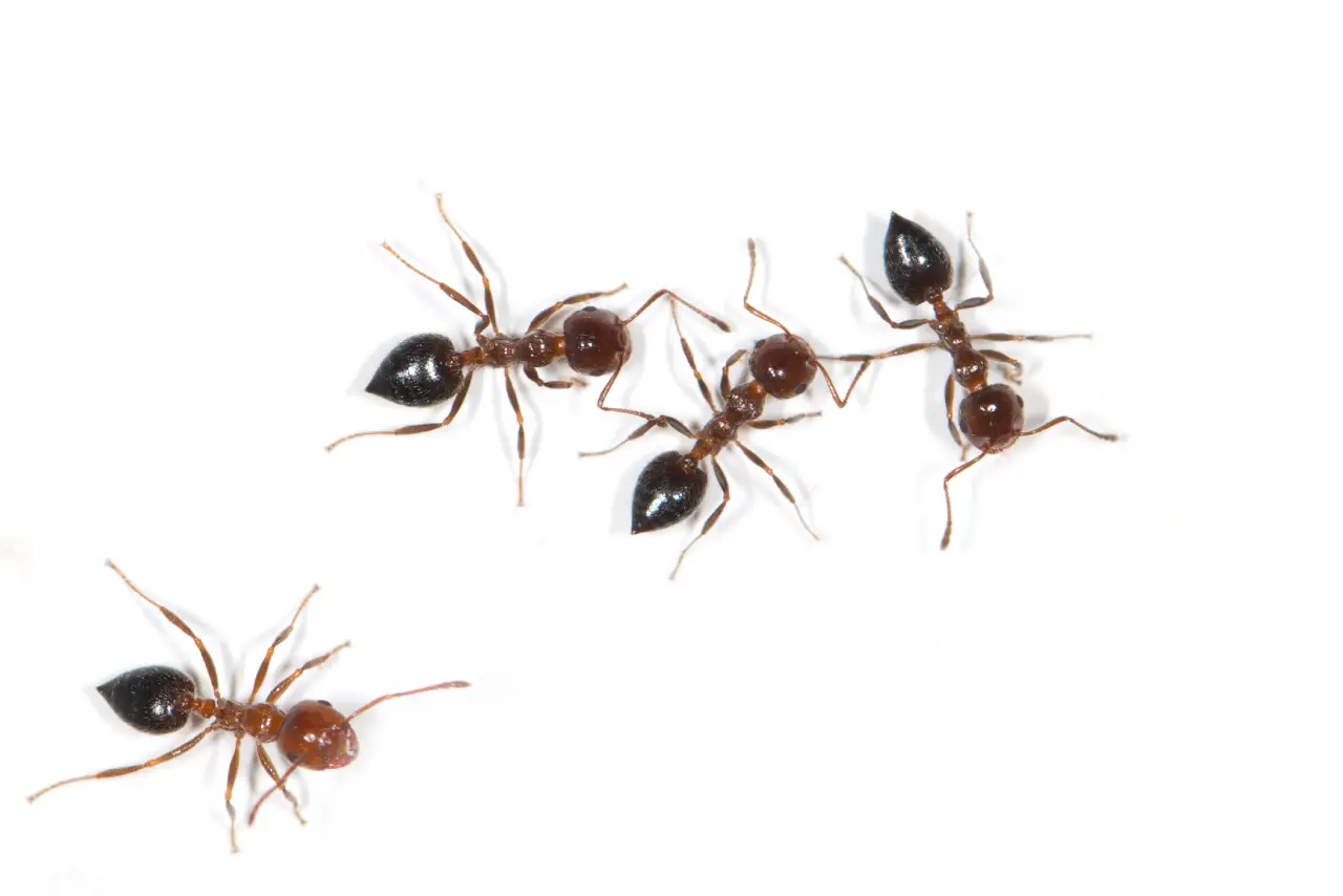 ants on a white background